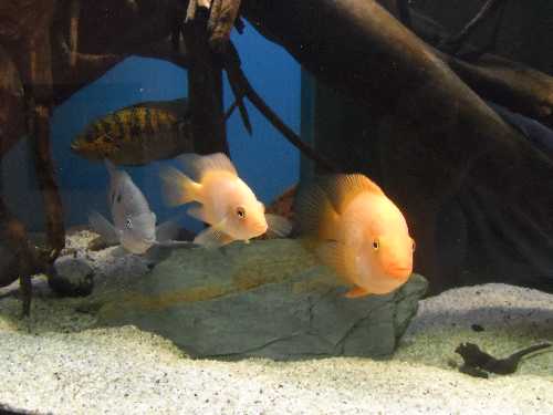 Couple de Amphilophus Citrinellum