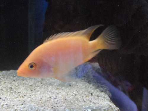 Femelle Citrinellum
