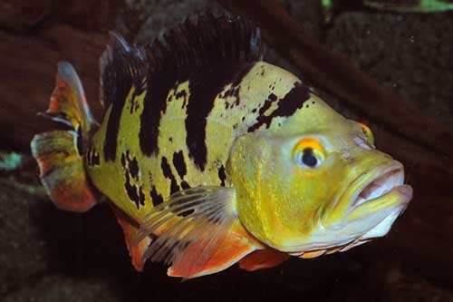 cichla--a1.jpg