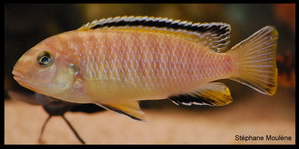 tropheops red fin hora femelle 3_redimensionner.jpg