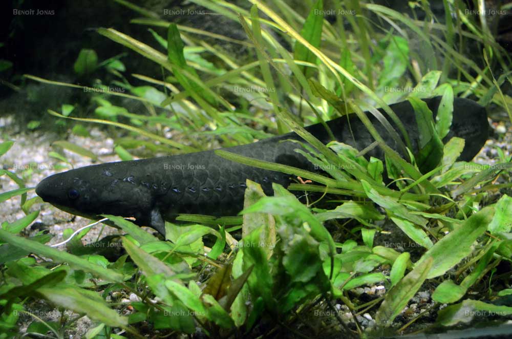 neoceratodus-forsteri-a.jpg