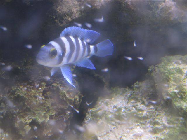 neolamprologus-sexfasciatus-fry-b.jpg