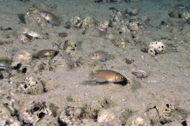 N. brevis et similis à Kalilani