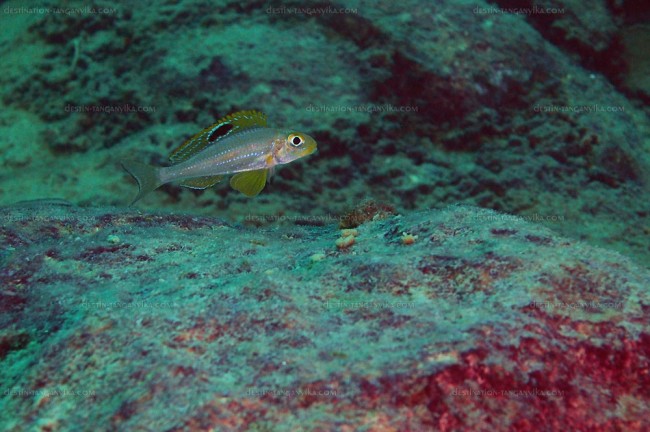 Xenotilapia sp. sunflower à Ulwile island.