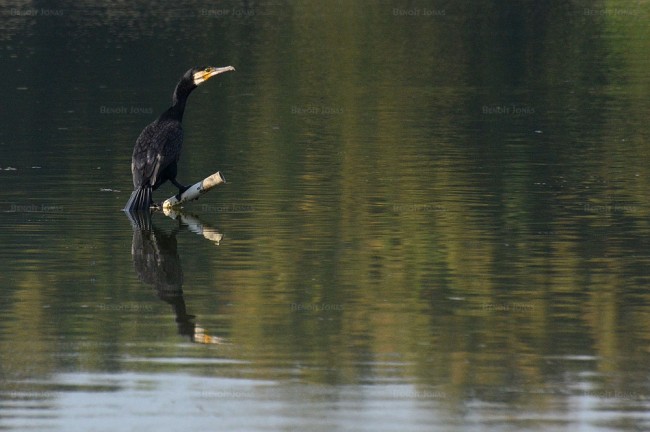 Phalacrocorax carbo
