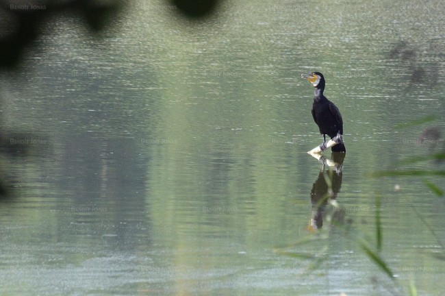 Phalacrocorax carbo