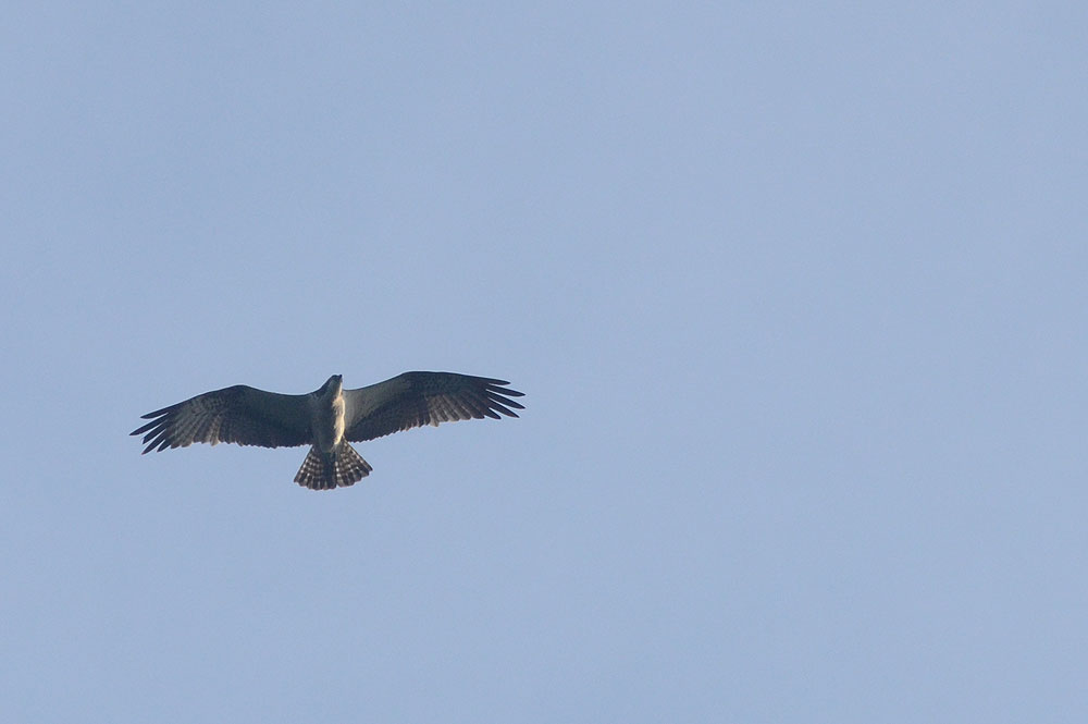 Pandion haliaetus