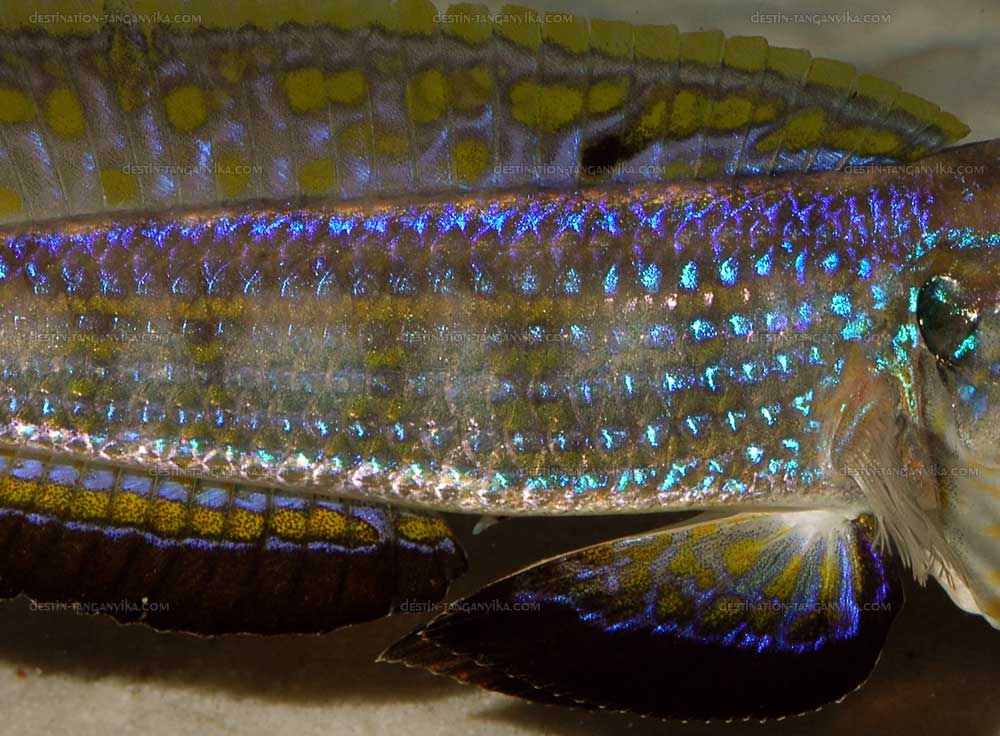 xenotilapia-sp-kilesa-a.3.jpg