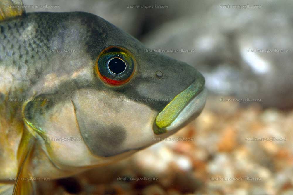 Orthochromis stormsi