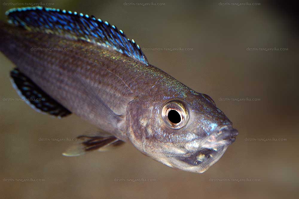 Cyprichromis leptosoma "Isanga"