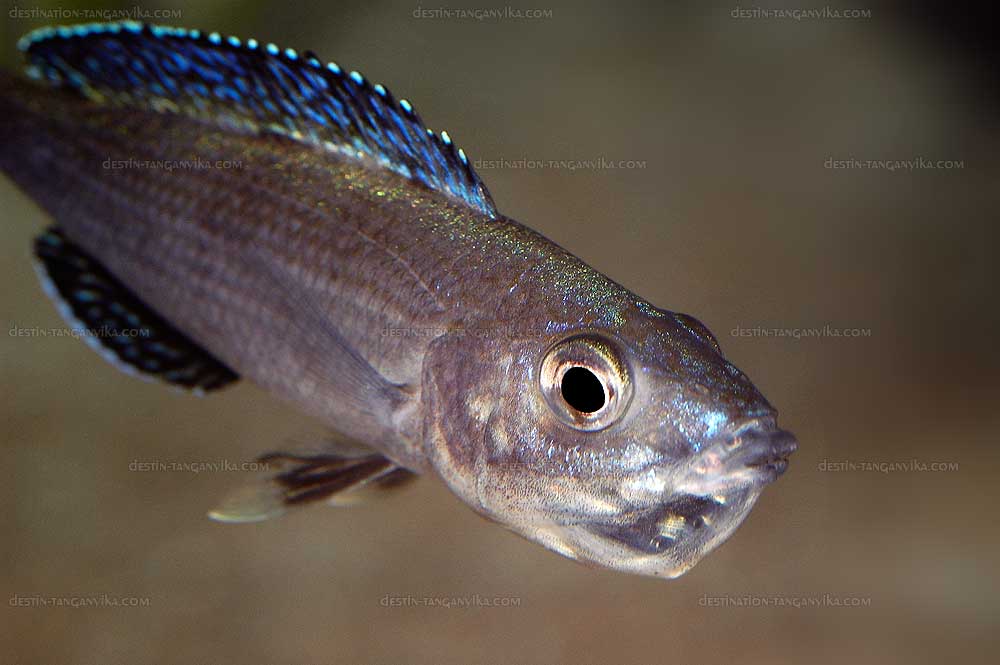 Cyprichromis leptosoma &quot;Isanga&quot;