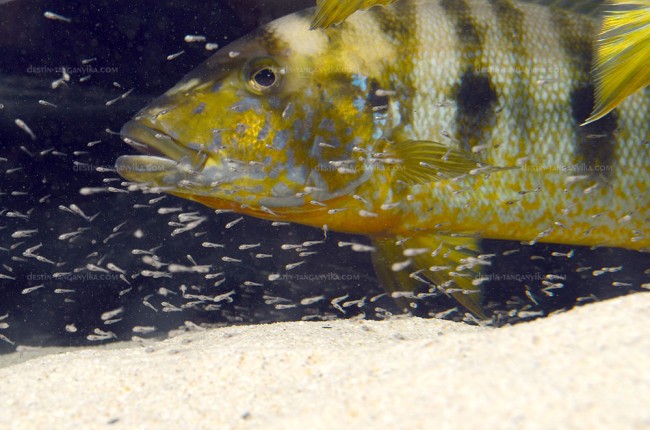 Boulengerochromis microlepis