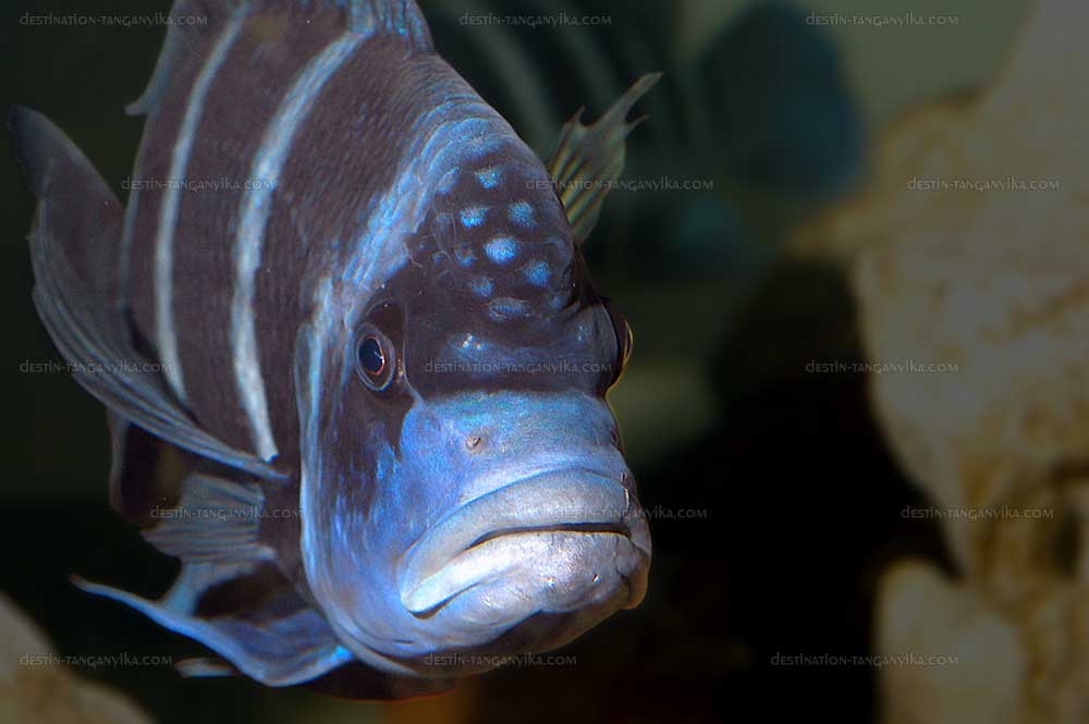 Cyphotilapia gibberosa