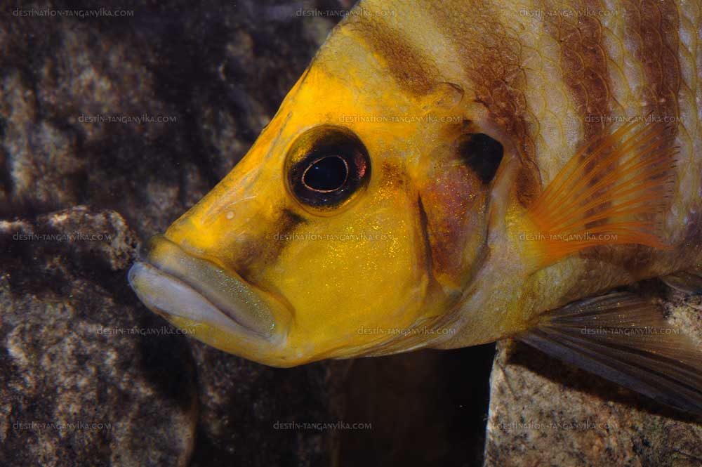 Altolamprologus compressiceps