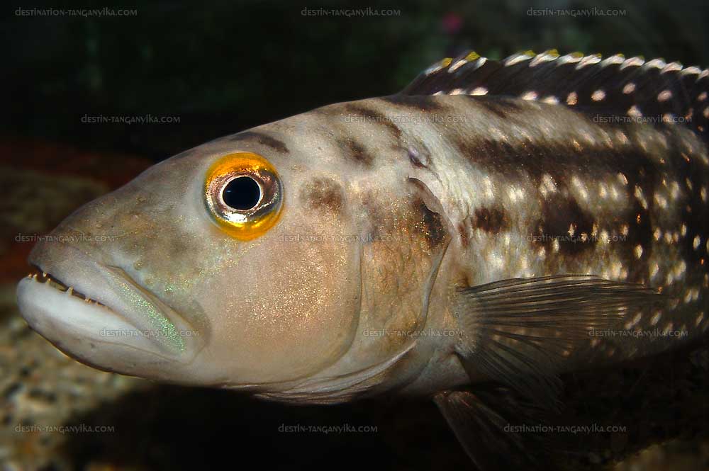Lepidiolamprologus elongatus