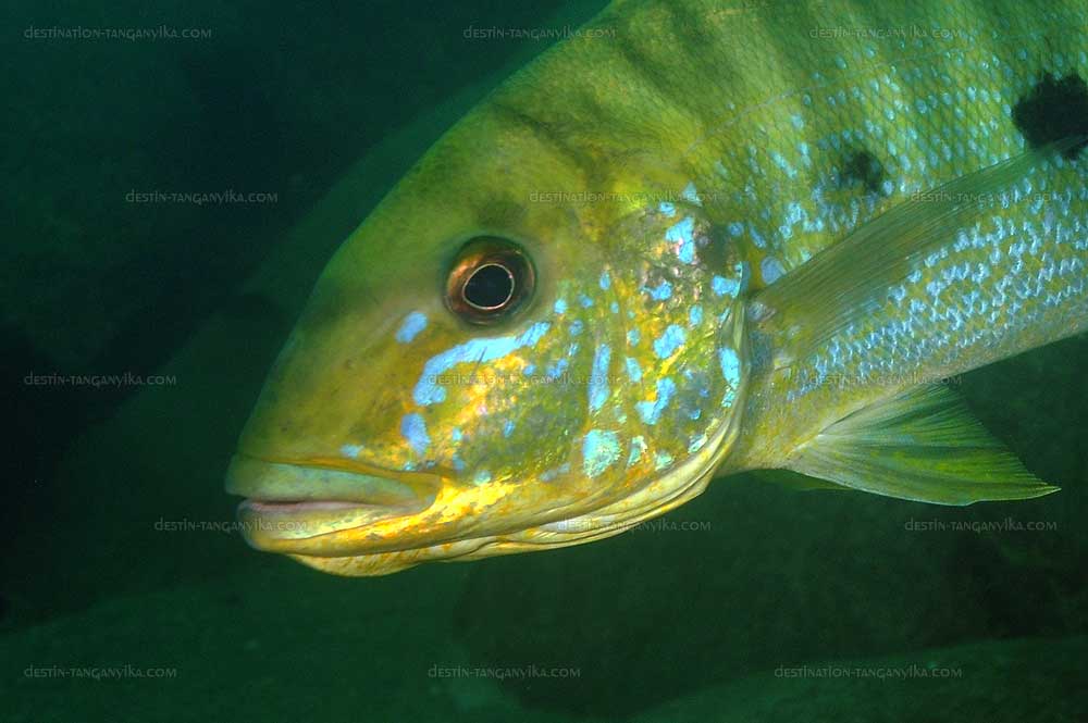 Boulengerochromis microlepis