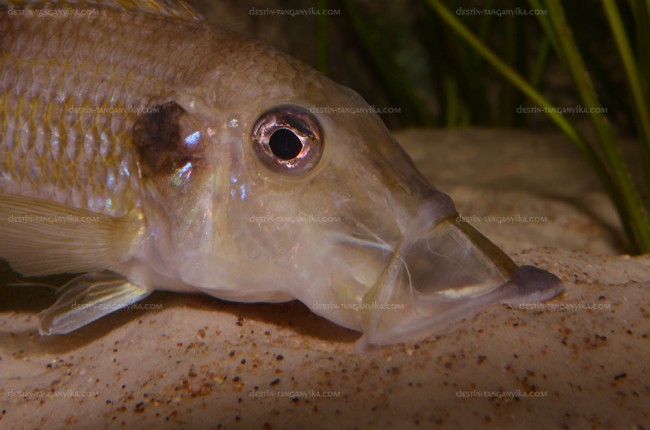 Gnathochromlis permaxillaris