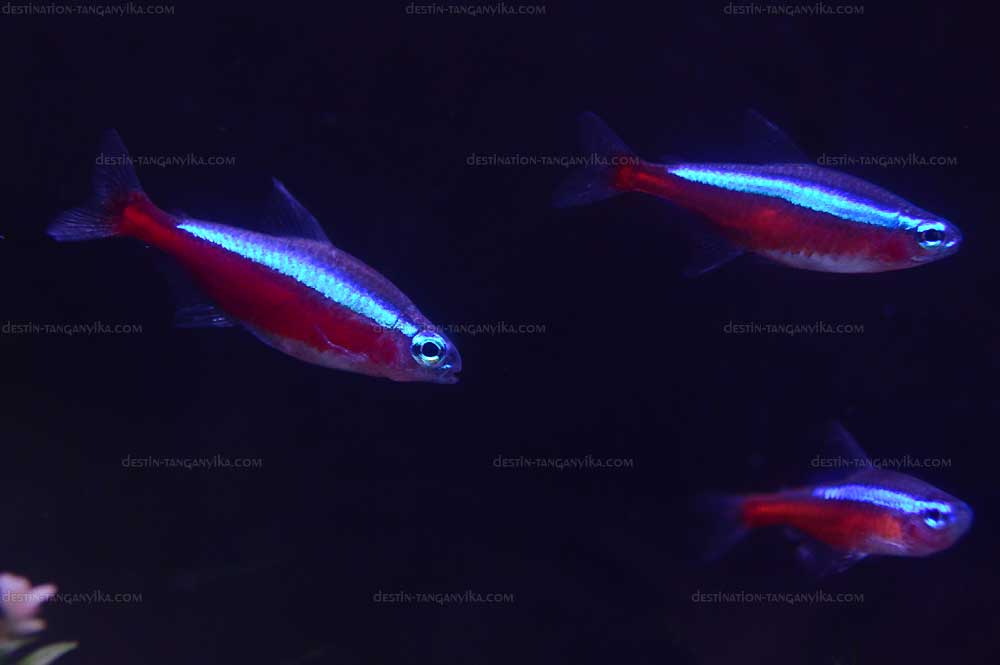 Paracheirodon axelrodi