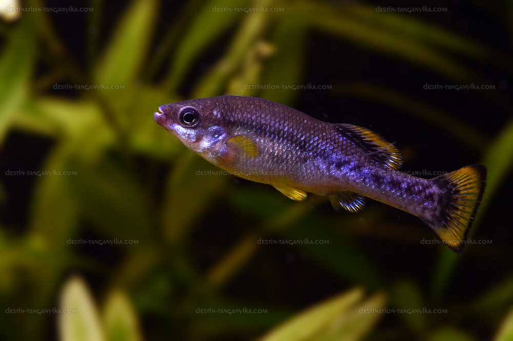 Ameca splendens