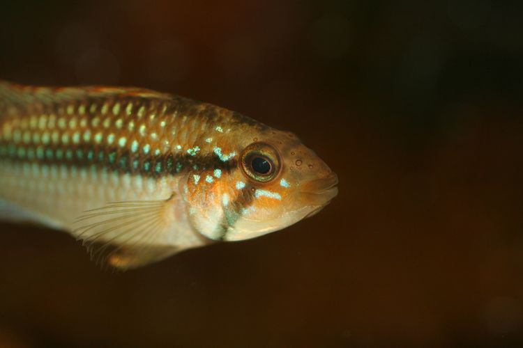 Portrait d'un mâle