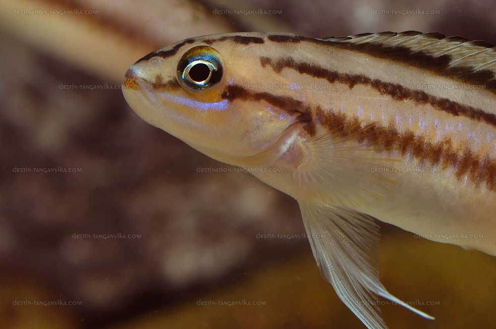 Telmatochromis bifrenatus
