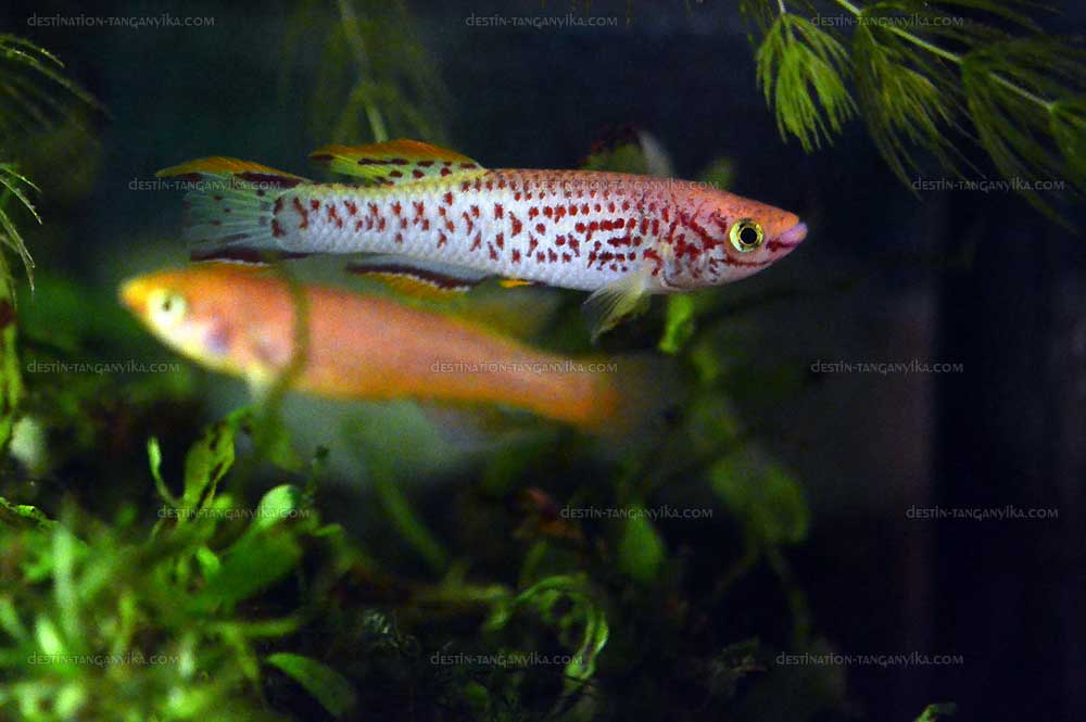 Fundulopanchax g. nigerianus