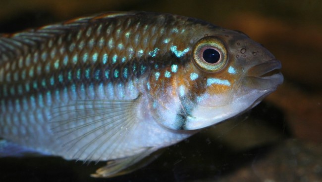 A.kelleri2.jpg