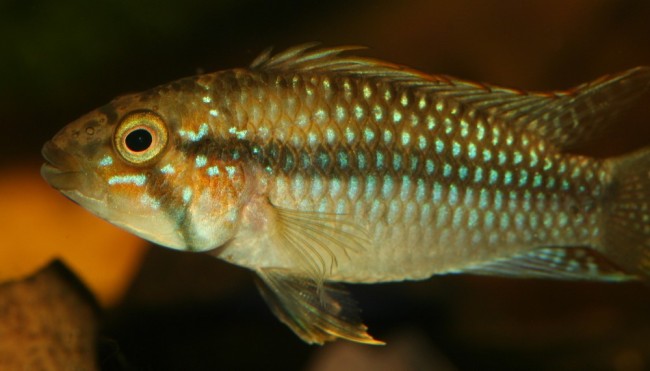 a.kelleri3.jpg