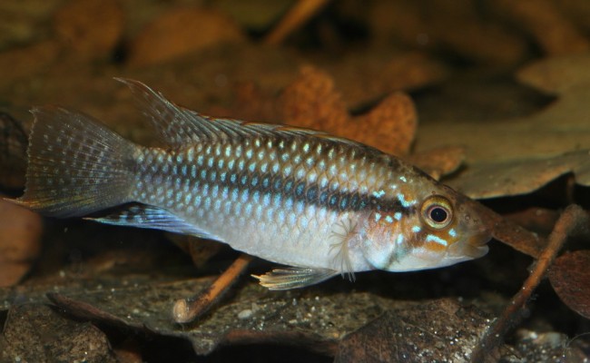 Apistogramma sp kelleri male.jpg