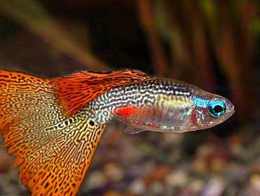 gupp-neontetra1.jpg