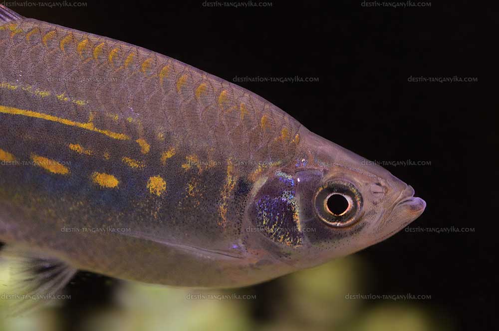 Devario malabaricus