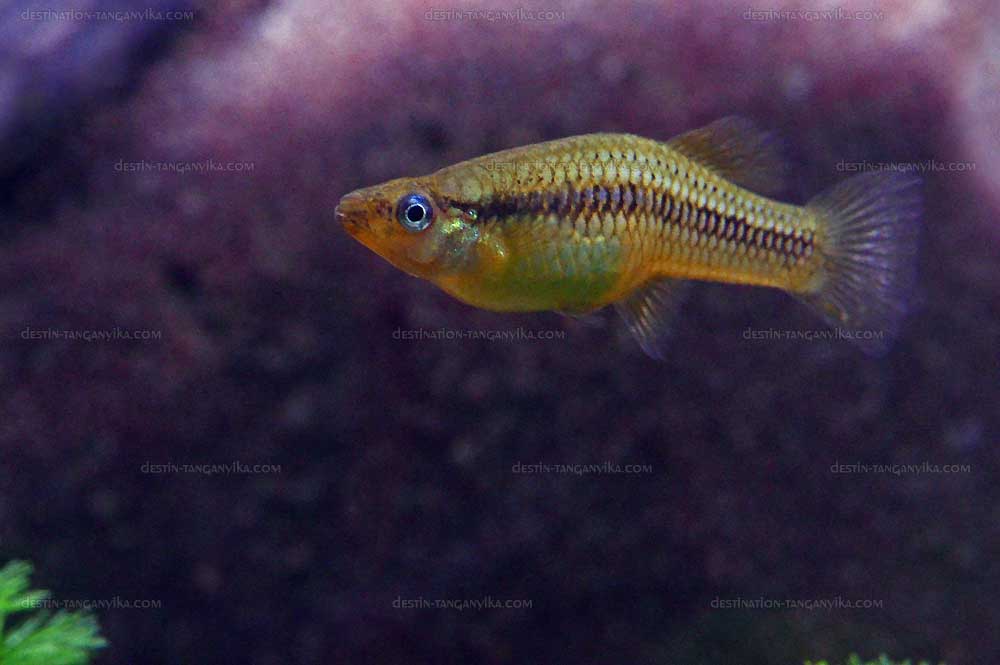 Gambusia affinis