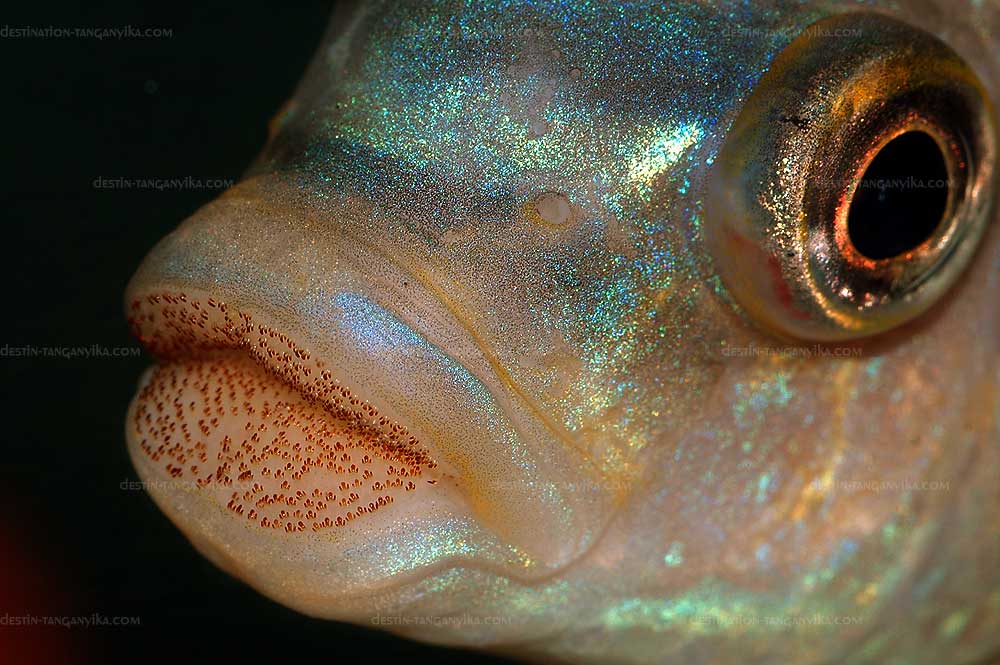 Petrotilapia flaviventris Chizumulu