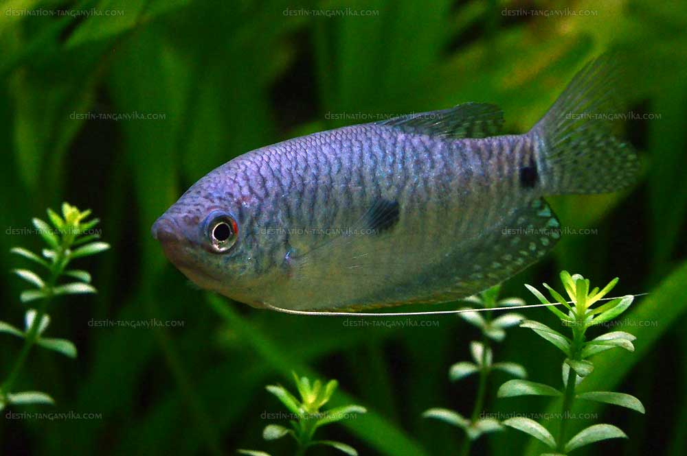 Trichopodus trichopterus
