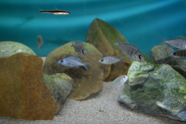 Placidochromis sp phenochilus tanzania
