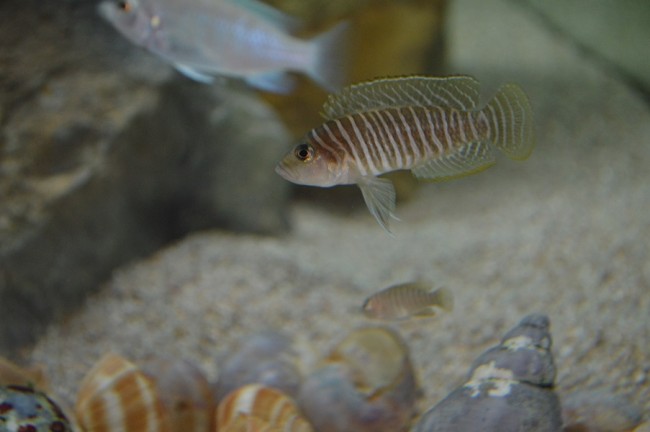 neolamprologus similis