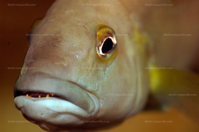 Neolamprologus cunningtoni