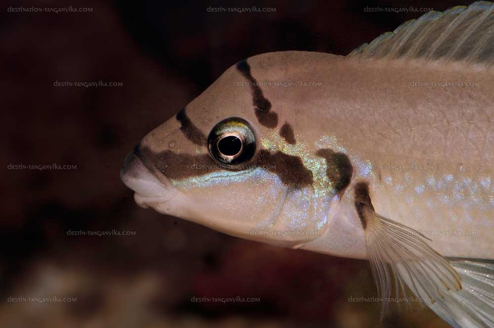 Chalinochromis brichardi