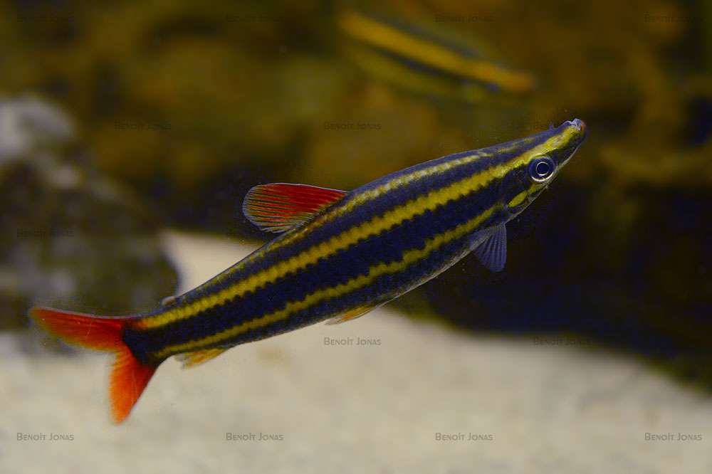 Anostomus anostomus