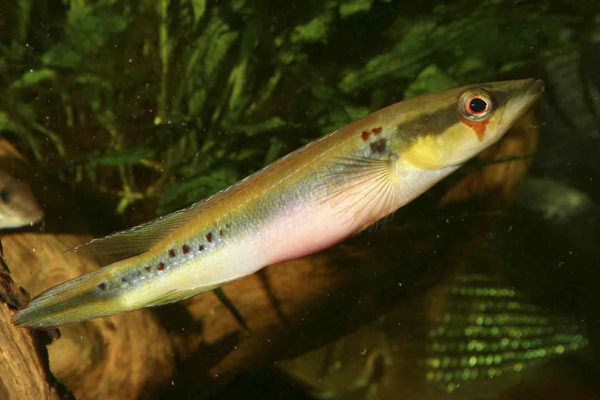 Crenicichla sp.Inirida III