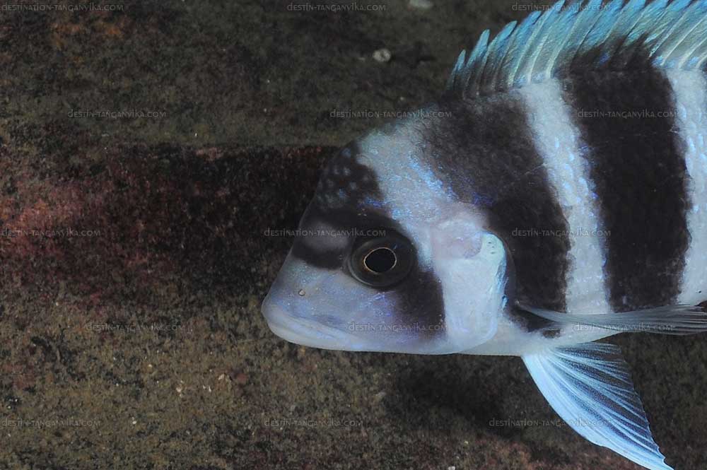 Cyphotilapia gibberosa