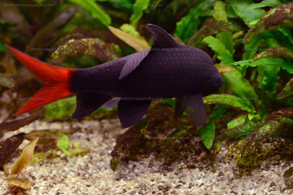 Epalzeorhynchos bicolor