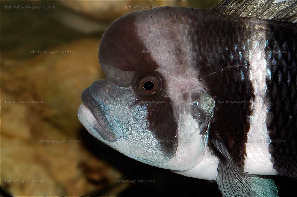 Cyphotilapia sp. "nord"