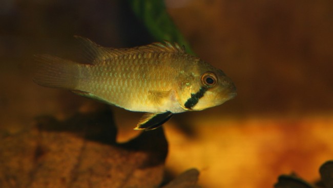 Apistogramma-sp.-kelleri-female.JPG