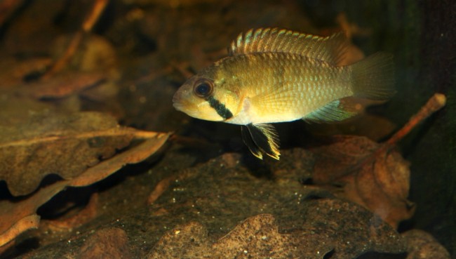Apistogramma-sp.-kelleri-female2.JPG