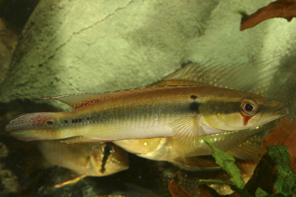 Crenicichla sp.Inirida III