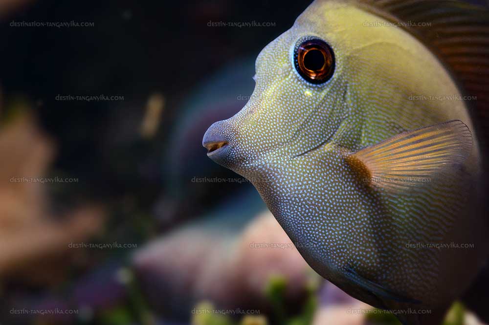 Zebrasoma scopas
