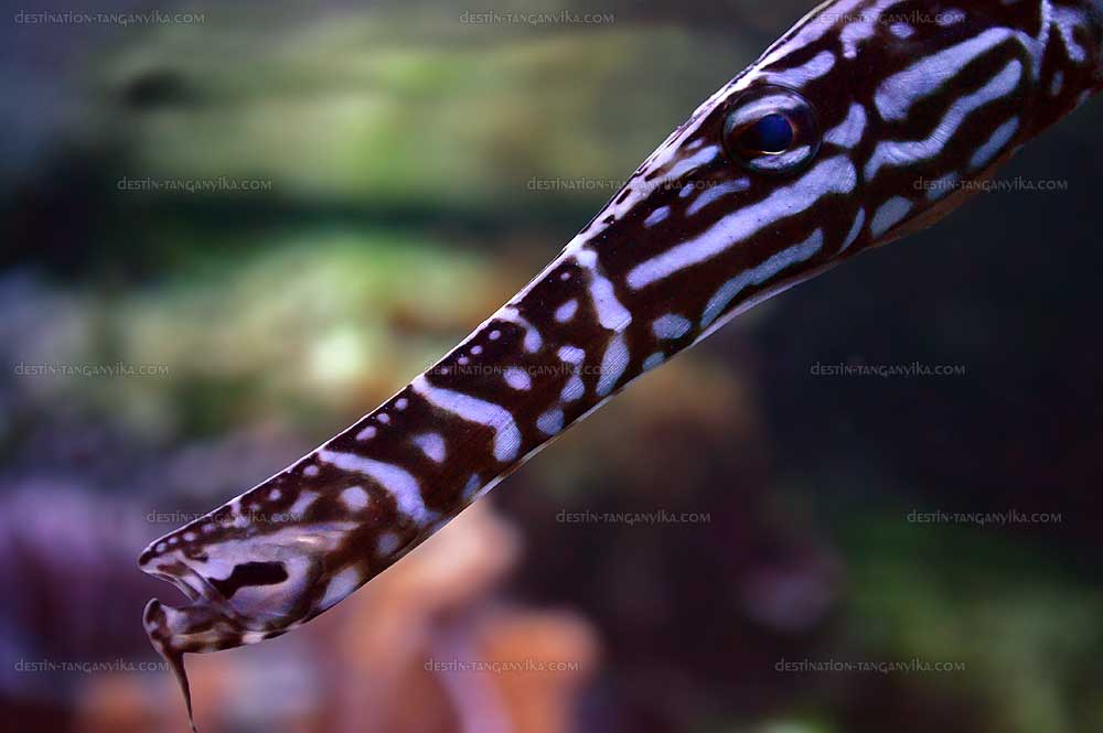 Aulostomus chinensis