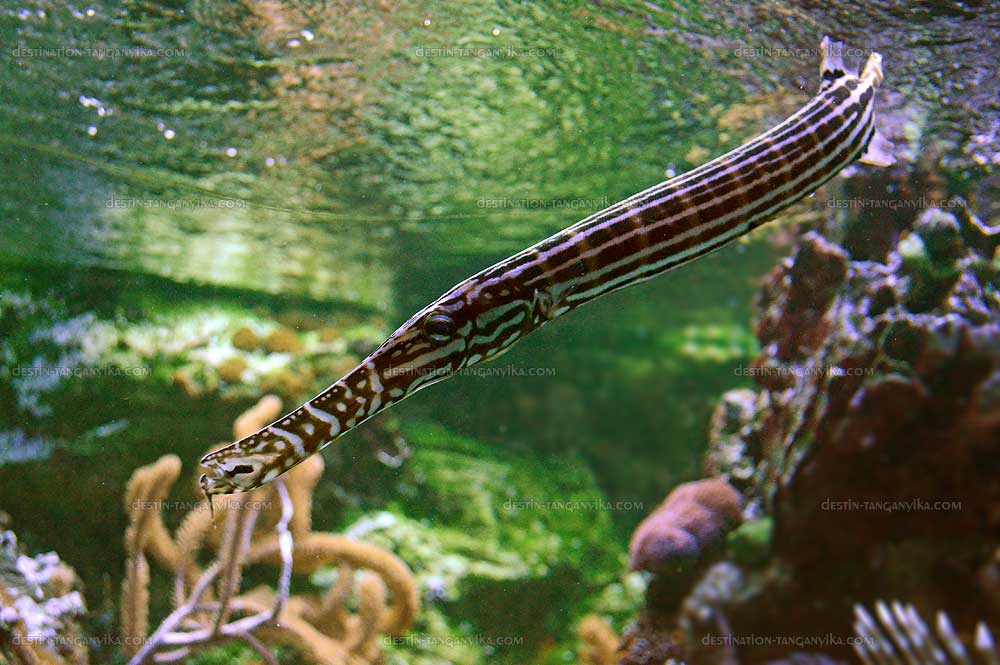 Aulostomus chinensis