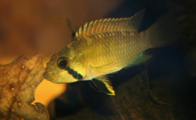 a.kelleri5.jpg